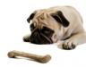 pugwithbonesmall.jpg